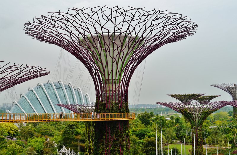 Supertree Grove towers at Gardens by the Bay, Singapore