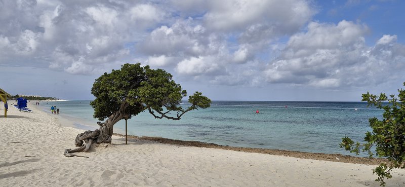A weathered fofoti tree leaning over the sand at Eagle Beach, Aruba