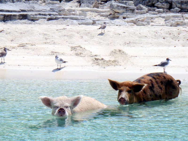 Feral pigs wading in shallow water on an Exuma cay