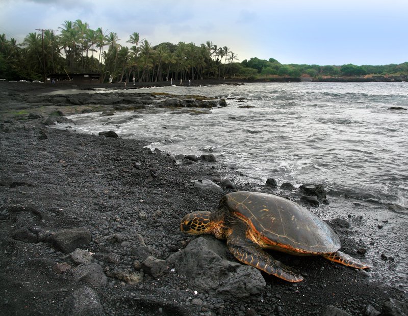Green sea turtle basking on the black volcanic sand at Punalu'u Beach, palms behind