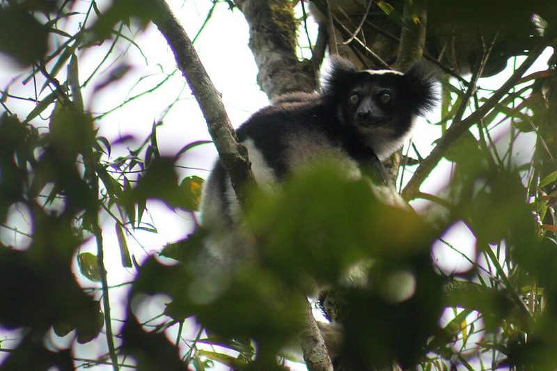 An indri in the rainforest at Andasibe, eastern Madagascar