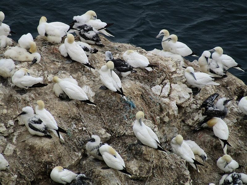 Northern gannets nesting on Scale Nab at Bempton Cliffs, Yorkshire