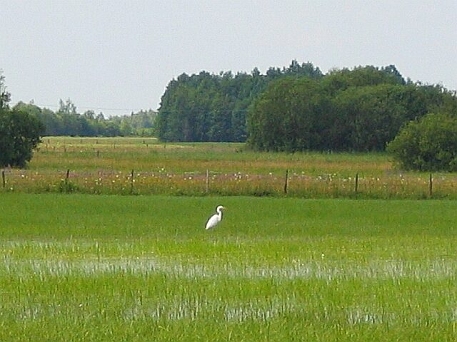 Great white egret in the Biebrza marshes, north-east Poland