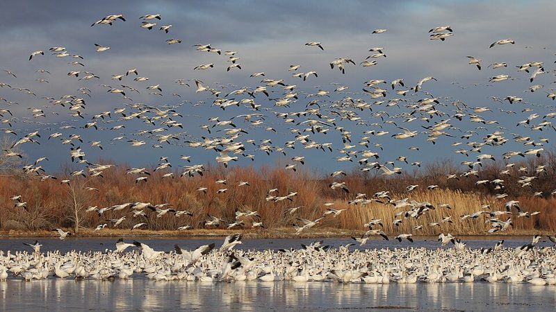 Snow geese at Bosque del Apache National Wildlife Refuge, New Mexico