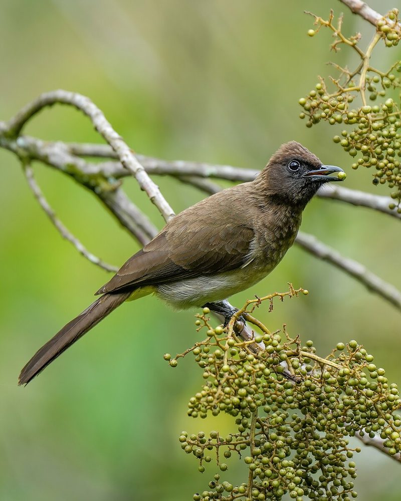 Dark-capped bulbul in Bwindi Impenetrable Forest, Uganda