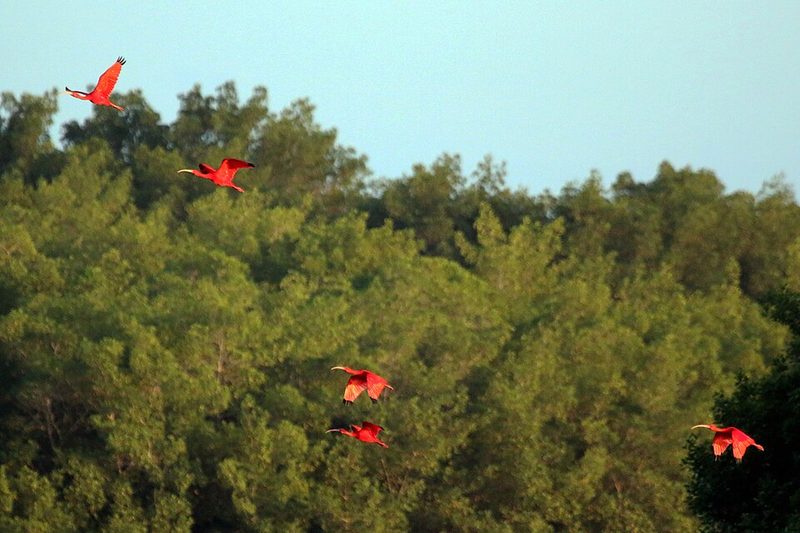 Scarlet ibis over the mangroves of the Caroni Swamp, Trinidad