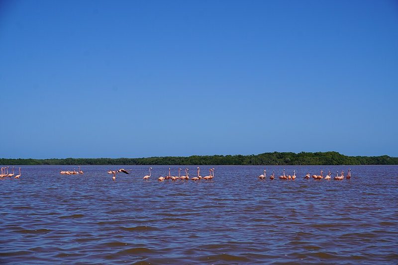 American flamingos in the Celestún estuary, Yucatán