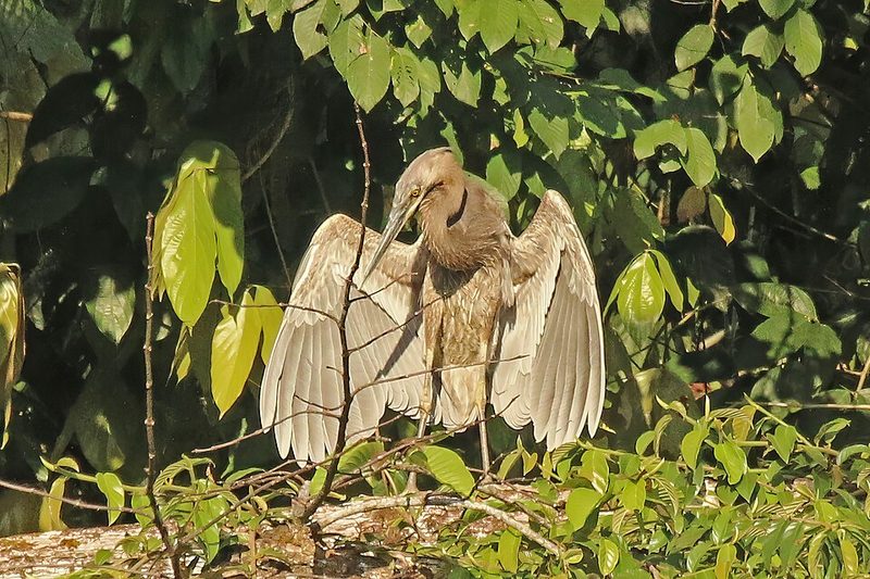 Great-billed heron in the Danum Valley, Sabah