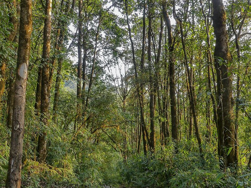Forested slopes in Eaglenest Wildlife Sanctuary, Arunachal Pradesh