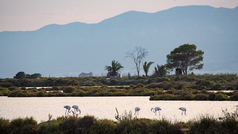 Greater flamingos in a lagoon of the Ebro Delta, Catalonia