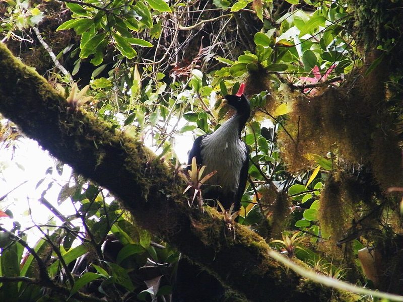 Horned guan, the signature bird of the El Triunfo cloud forest in Chiapas