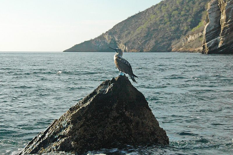 Blue-footed booby on the shore at Tagus Cove, Isabela Island, Galápagos