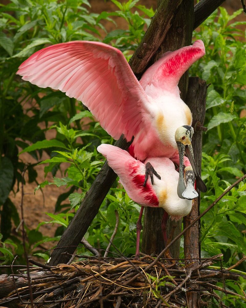 Roseate spoonbills at Smith Oaks Sanctuary, High Island, Texas