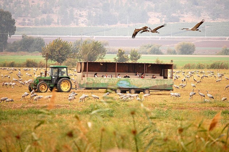 Common cranes feeding in the Hula Valley, northern Israel