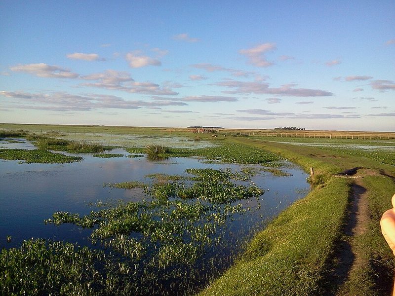 Marsh and open water in the Esteros del Iberá, Corrientes