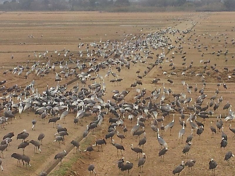 Wintering cranes on the Izumi plain, Kagoshima