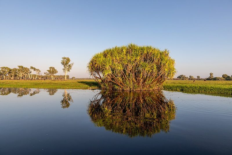Yellow Water billabong in Kakadu National Park, Northern Territory