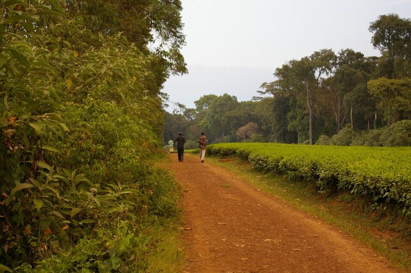 Canopy inside Kakamega Forest, western Kenya