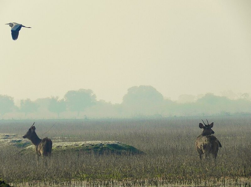 Shallow wetland in Keoladeo National Park at Bharatpur, Rajasthan