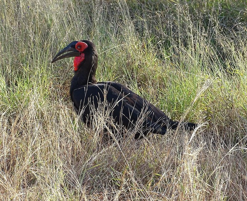 Southern ground hornbill in Kruger National Park, South Africa