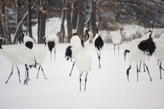 Red-crowned cranes in the snow at Tsurui in eastern Hokkaido