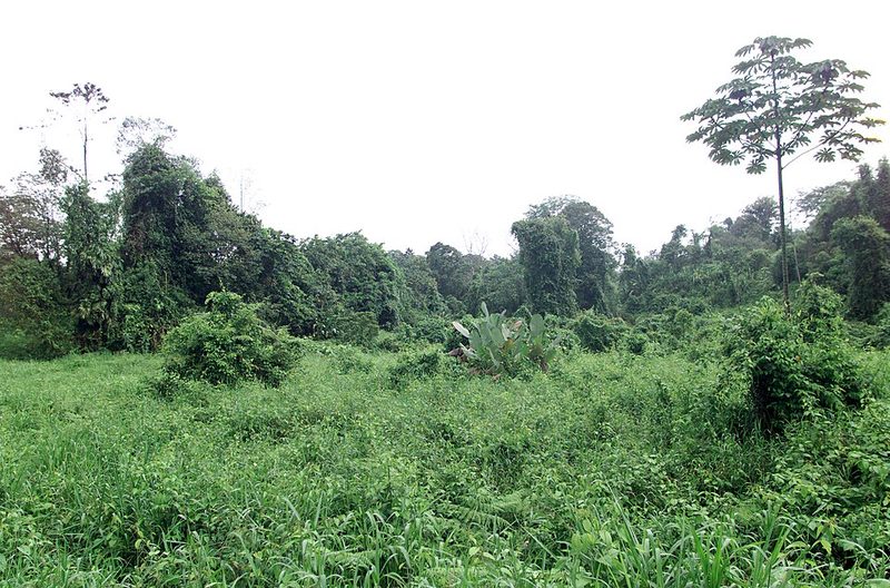 Dense lowland rainforest in the La Selva region of the Costa Rican Caribbean slope