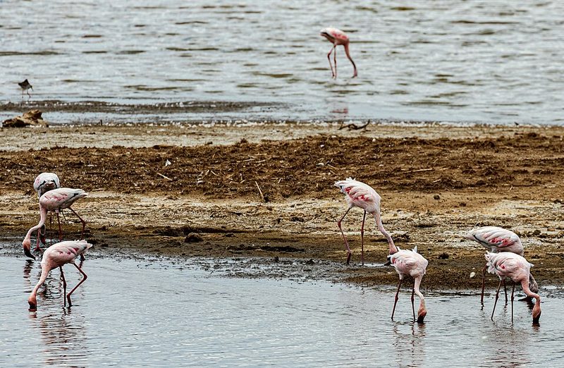The shoreline of Lake Nakuru in Kenya's Rift Valley