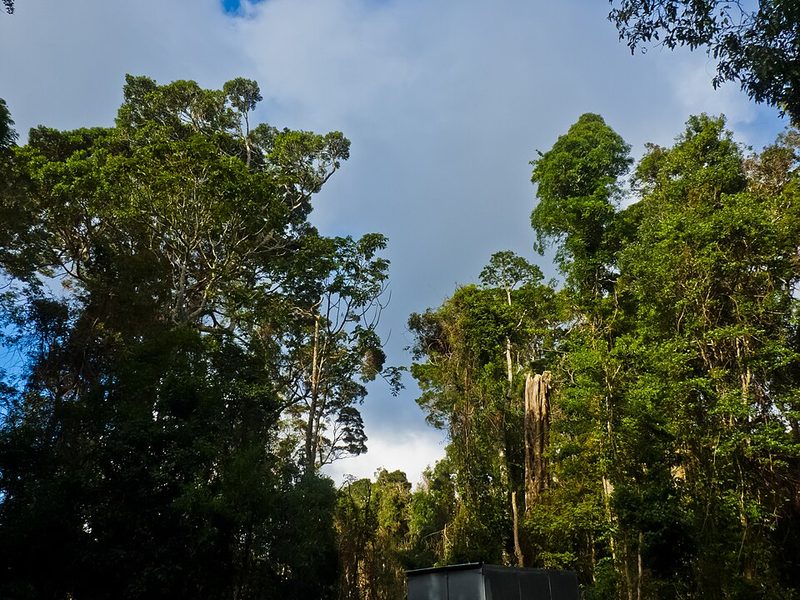 Subtropical rainforest in Lamington National Park, Queensland