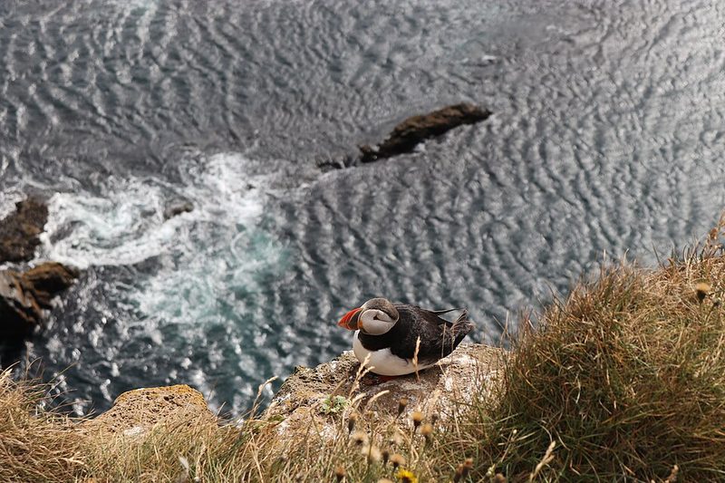 Puffin on the clifftop at Látrabjarg in the Icelandic Westfjords