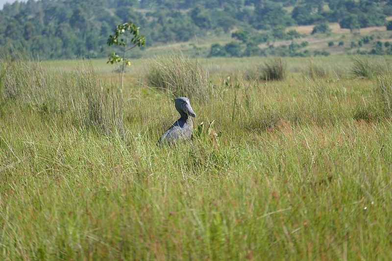 A shoebill in the papyrus at Mabamba Bay on Lake Victoria, Uganda