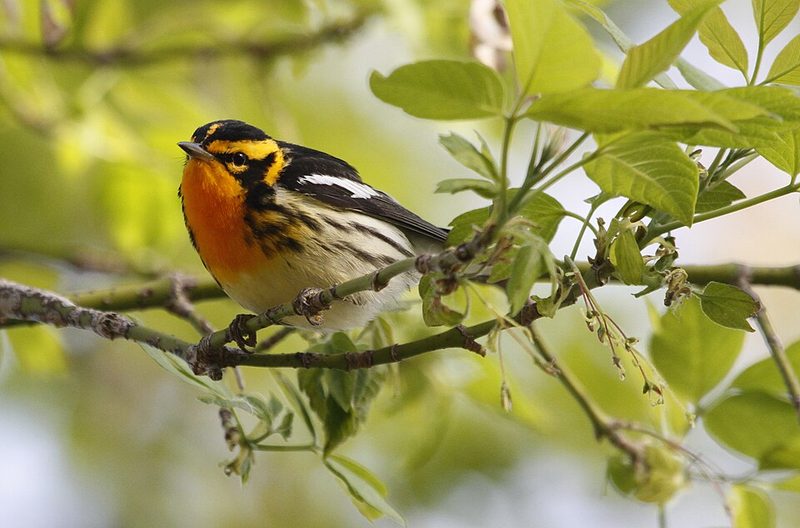 Blackburnian warbler beside the boardwalk at Magee Marsh, Ohio