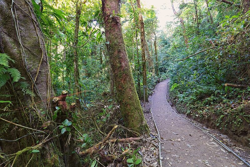 Cloud forest canopy in the Monteverde reserve, Costa Rica