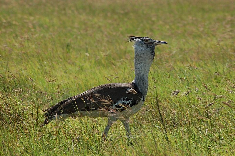 Kori bustard on the floor of the Ngorongoro Crater, Tanzania