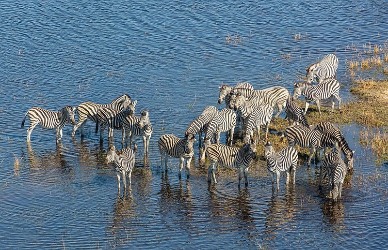 Aerial view of channels and floodplain in the Okavango Delta, Botswana