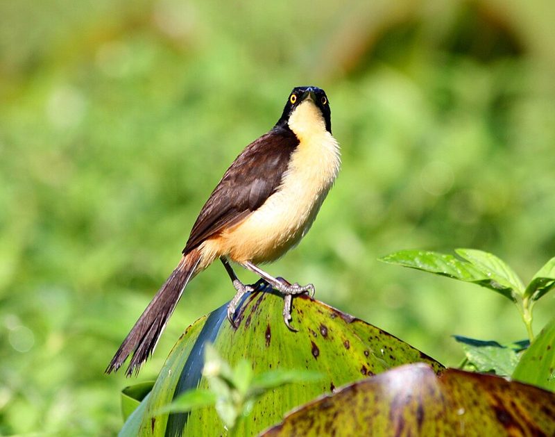 Black-capped donacobius in the Pantanal wetland, Brazil