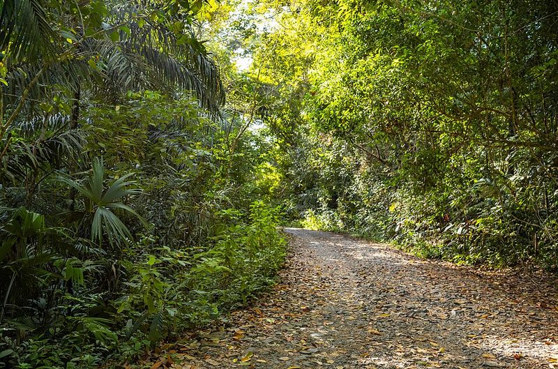 Pipeline Road running through lowland forest in Soberanía National Park, Panama