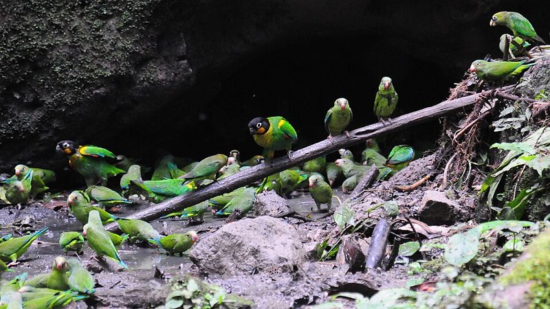 Parrots and macaws at a riverbank clay lick in the Ecuadorian Amazon
