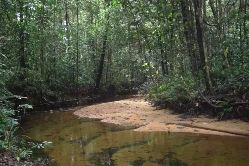 Rainforest interior at Sinharaja Forest Reserve, Sri Lanka