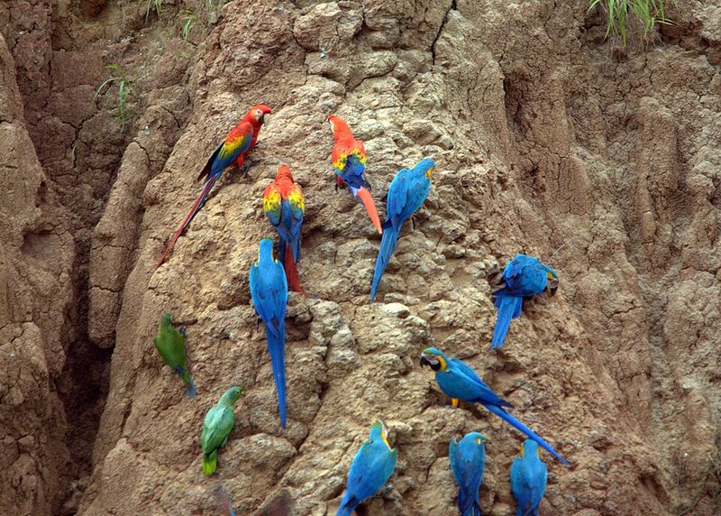 Macaws and parrots at a clay lick in the Tambopata National Reserve, Peru