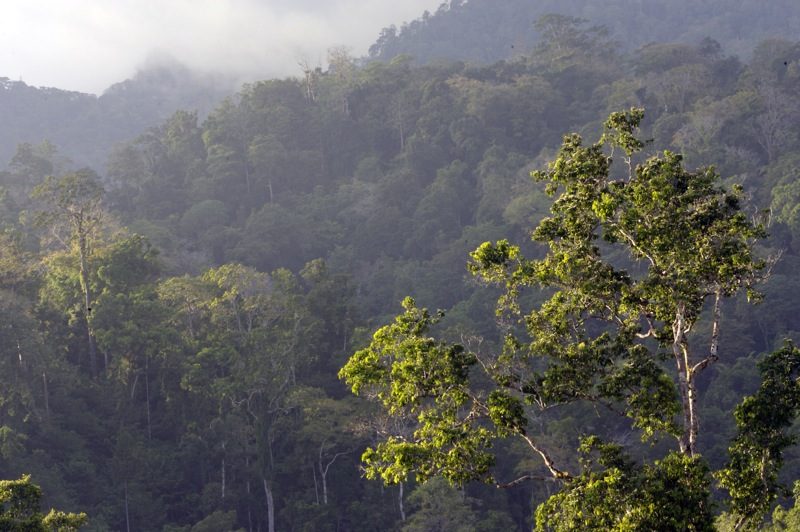 Coastal forest habitat at Tangkoko in North Sulawesi