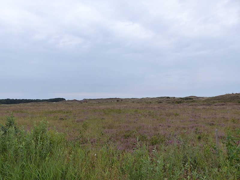 Dunes on Texel in the Dutch Wadden Sea