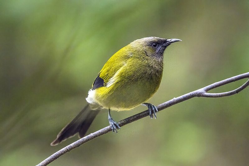 New Zealand bellbird on Tiritiri Matangi in the Hauraki Gulf