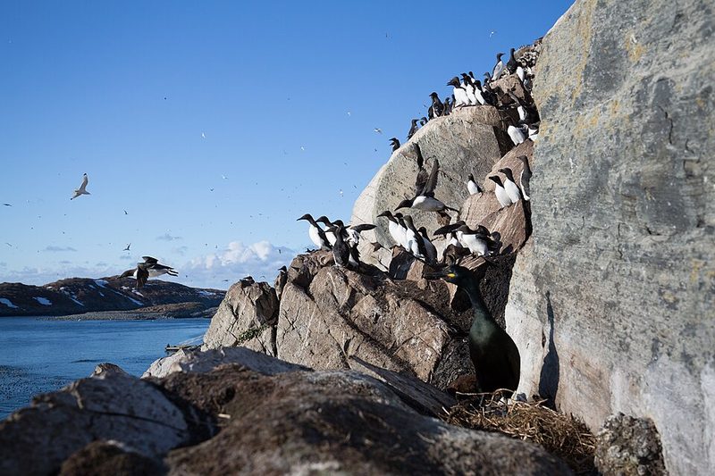 Guillemots on the seabird cliff at Hornøya off Vardø, Finnmark