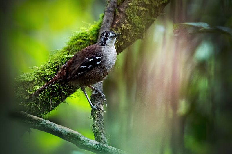 Papuan scrub robin in Varirata National Park, Papua New Guinea