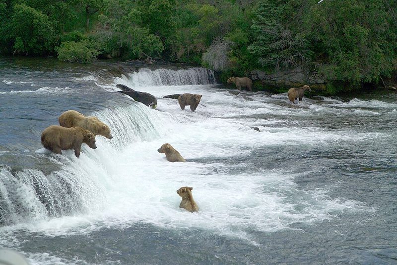 Brown bears feeding on sockeye salmon in the Bristol Bay watershed, Alaska