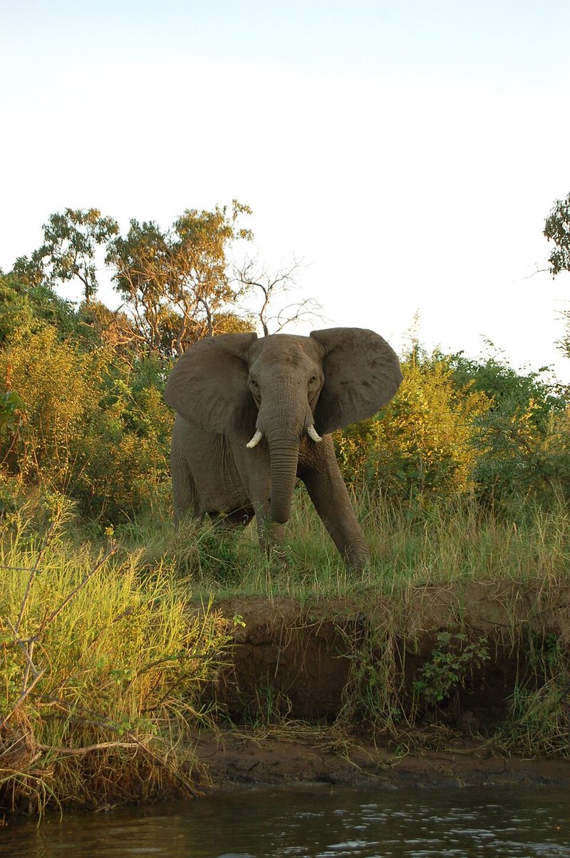 Elephant on the bank of the Zambezi in Lower Zambezi National Park