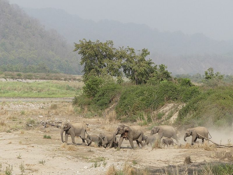 Elephants at the Ramganga River on the edge of Corbett National Park, Uttarakhand