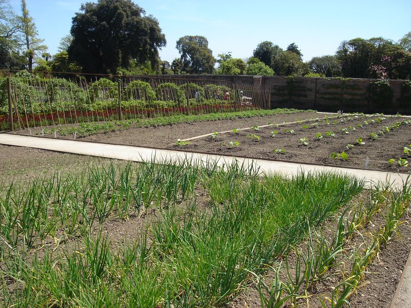 Productive walled kitchen garden at the Lost Gardens of Heligan