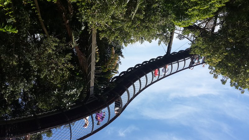 Boomslang canopy walkway among the treetops at Kirstenbosch