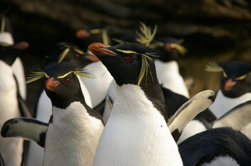 Rockhopper penguins, Falkland Islands